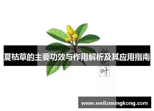 夏枯草的主要功效与作用解析及其应用指南