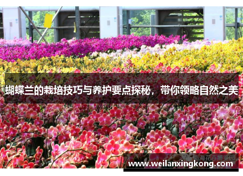 蝴蝶兰的栽培技巧与养护要点探秘，带你领略自然之美
