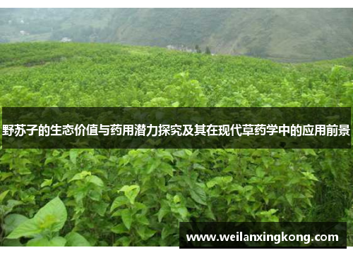 野苏子的生态价值与药用潜力探究及其在现代草药学中的应用前景