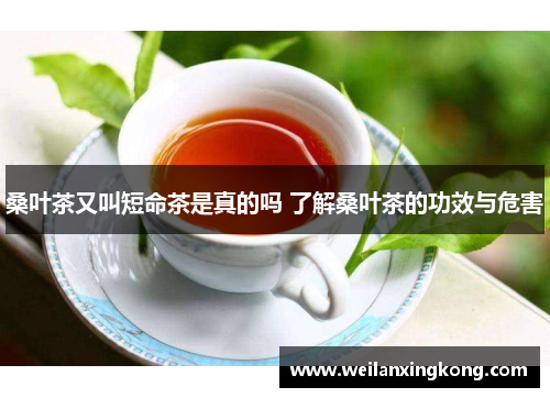 桑叶茶又叫短命茶是真的吗 了解桑叶茶的功效与危害