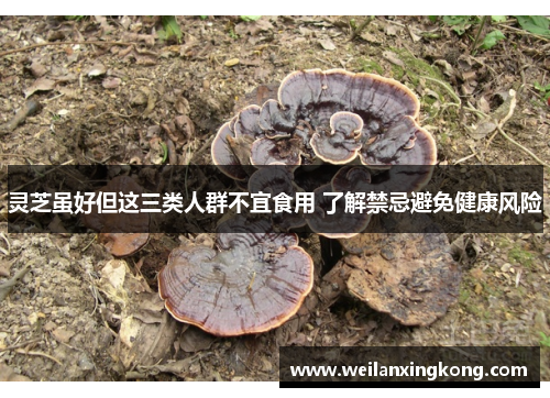灵芝虽好但这三类人群不宜食用 了解禁忌避免健康风险