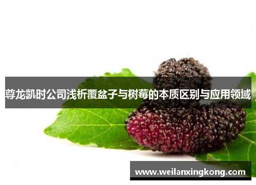 尊龙凯时公司浅析覆盆子与树莓的本质区别与应用领域